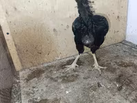 Chickens — zdjęcie 5