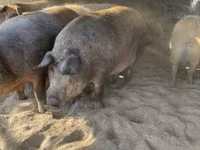 Babi (lot, jantina tidak dinyatakan), Мангалица — foto 5
