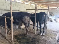 ወንድ በሬ, Swiss cattle — ፎቶ 3