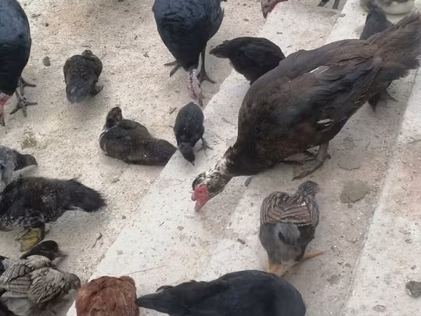 Turkeys — Kyrgyzstan