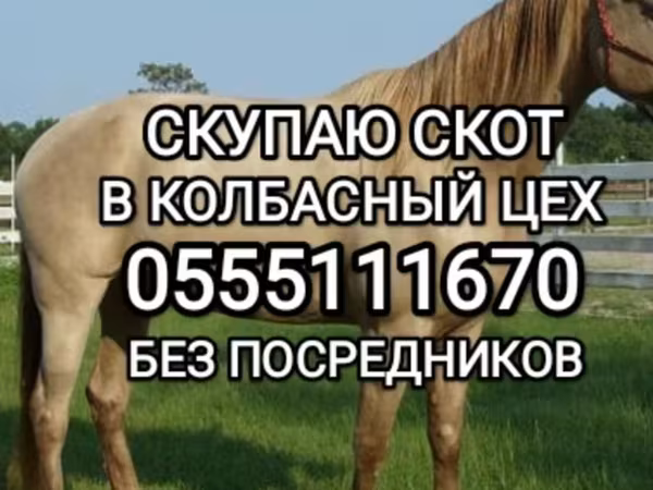 Cattle