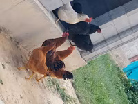 डर्बीशायर रेडकैप — फ़ोटो 4