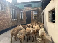ஆண் ஆடு, Rhon sheep — புகைப்படம் 8