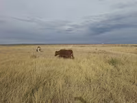 Cow, Cattle — photo 1