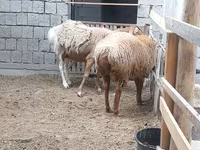 Schaap, Schapen — foto 3