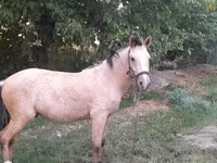 Cavallo, Cavalli — foto 2