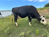 گاو ماده, Russian Black pied cattle — عکس 2