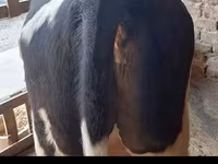 گاو نر, Simmental cattle — عکس 4