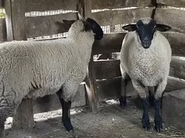 Ram, Sheep — Hungary