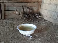 Ducks — عکس 4