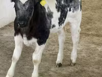 Ng'ombe dume, Russian Black pied cattle — picha 1