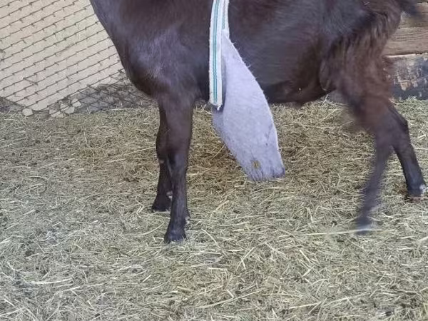 Ziegenbock, LaMancha goats
