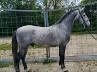 Aygır, Lipizzaner — foto 1