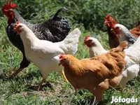 Chickens — foto 4