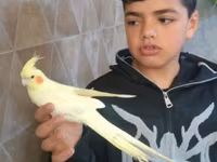 Hazir albinos ağ Qirmizi göz sari qəfəssiz 100 Azn tam ruçnoy — foto 4