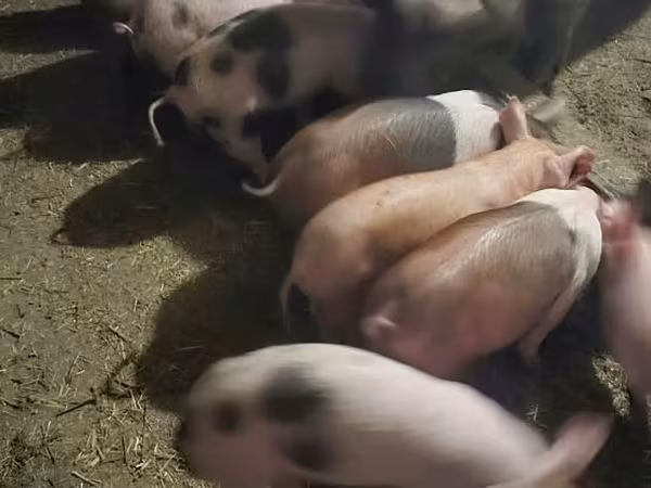 แม่สุกร, หมู