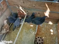 Chickens — الصورة 1