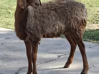 كبش, الأغنام — الصورة 2