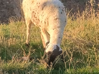 Хуц, Arashan sheep — 2 зураг