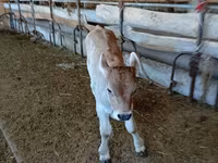 گاو نر, Swiss cattle — عکس 2