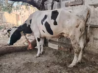 Lembu betina, Holstein breed — foto 5