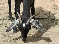 Koza, Nubian Goat — fotografija 5
