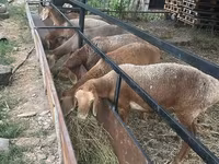 Sheep, Sheep — photo 1
