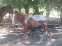 Hengst, Tarpan (Died out) — Foto 1