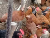 Chickens — φωτογραφία 7