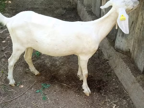 Koza, Nubian Goat
