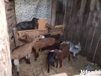 Kambing jantan, Goats — foto 1