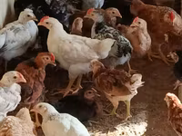 Chickens — عکس 3