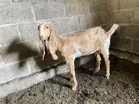 ছাগী, Nubian Goat — ছবি 4
