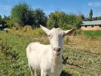 Koza, Saanen goat — foto 7