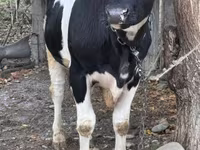 Byk, Russian Black pied cattle — zdjęcie 2