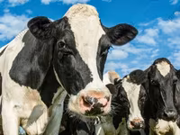 ثور, Russian Black pied cattle — الصورة 7