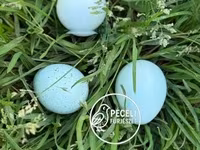 Quails — zdjęcie 1