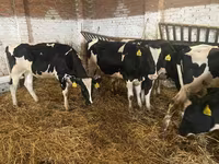 Ng'ombe jike, Russian Black pied cattle — picha 4