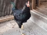 Chickens — foto 2