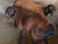 Koç, Hissar sheep — foto 5