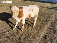 گاو نر, نژاد خاکستری مجارستانی — عکس 6