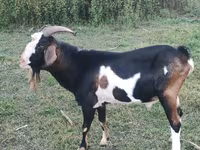 Buk, Nubian Goat — foto 1