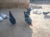 재퍼니즈 밴텀 — 사진 8