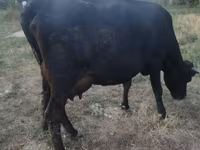 गाय, लाल बिना सींग वाली गाय — फ़ोटो 3