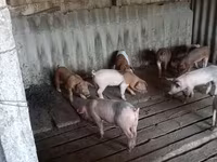 Babi jantan, Pigs — foto 2