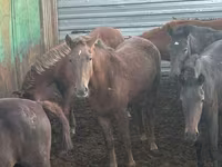 Kuda betina, Horses — foto 4