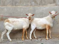 Keçi, Saanen goat — foto 2