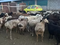 قوچ, گوسفند — عکس 4