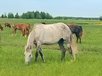 Kobila, Arabian horse — fotografija 1
