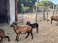 Widder, Cameroon sheep — Foto 2